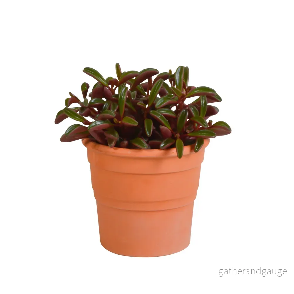 Peperomia graveolens och dess terrakottakruka h20cm