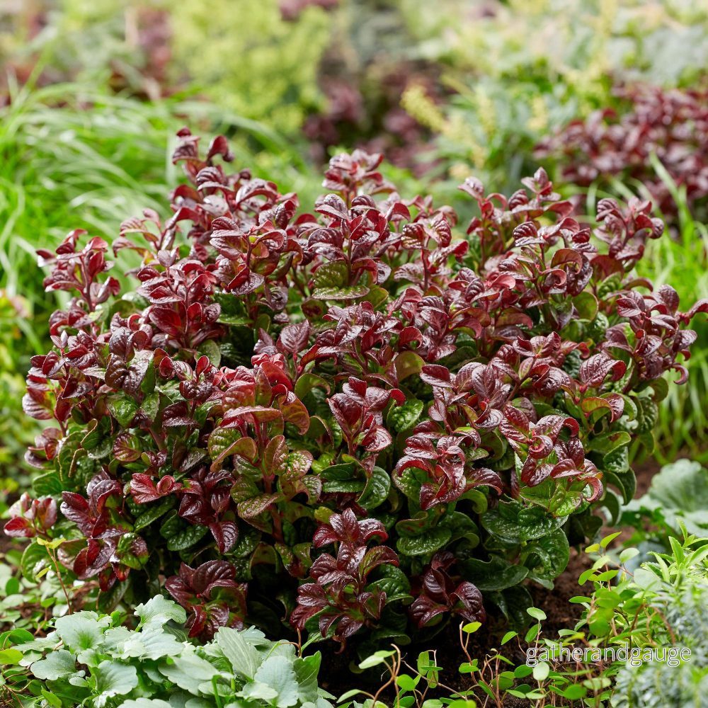 Leucothoé (Leucothoe axillaris) 'Curly Red' - Vacker dekorativ växt