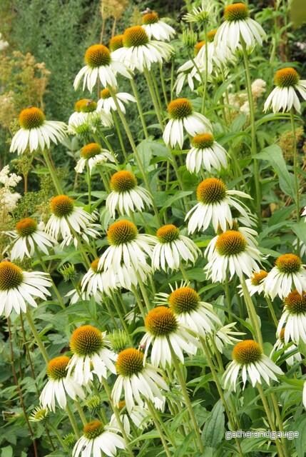 Coneflower (Echinacea purpurea) ’White Swan’ Coneflower (Echinacea purpurea) ’White Swan’