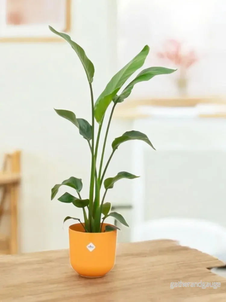 Strelitzia Nicolai 120 cm och dess kruka