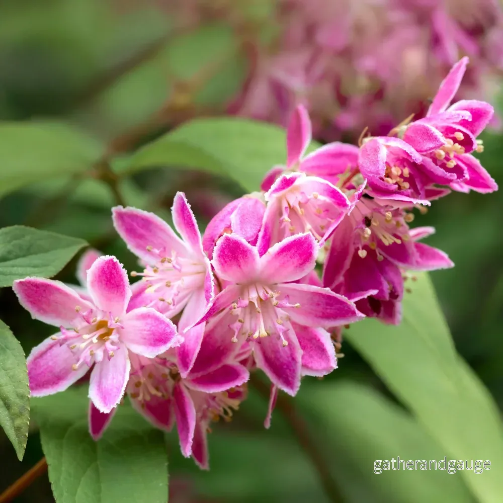 Deutzia (Deutzia x hybrida) 'Strawberry Fields' - Bild 3
