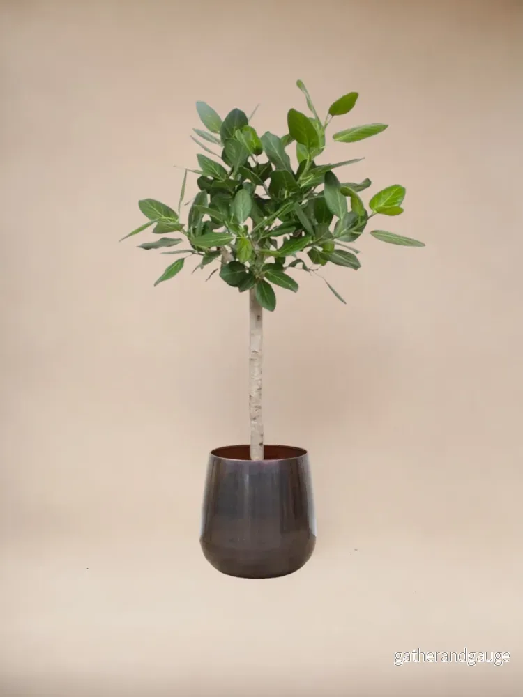 Ficus Audrey Benghalensis - Bild 3