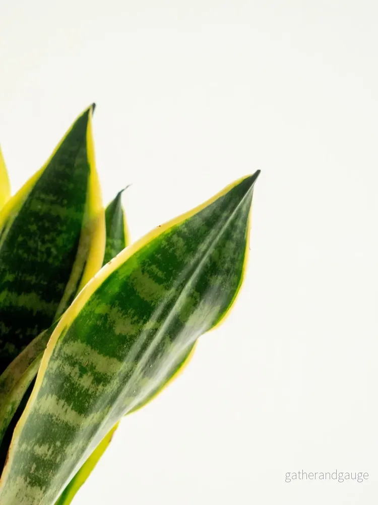 Kokedama - Sansevieria - Bild 2