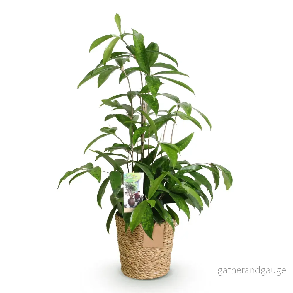 Dracaena surculosa och korg - Bild 3