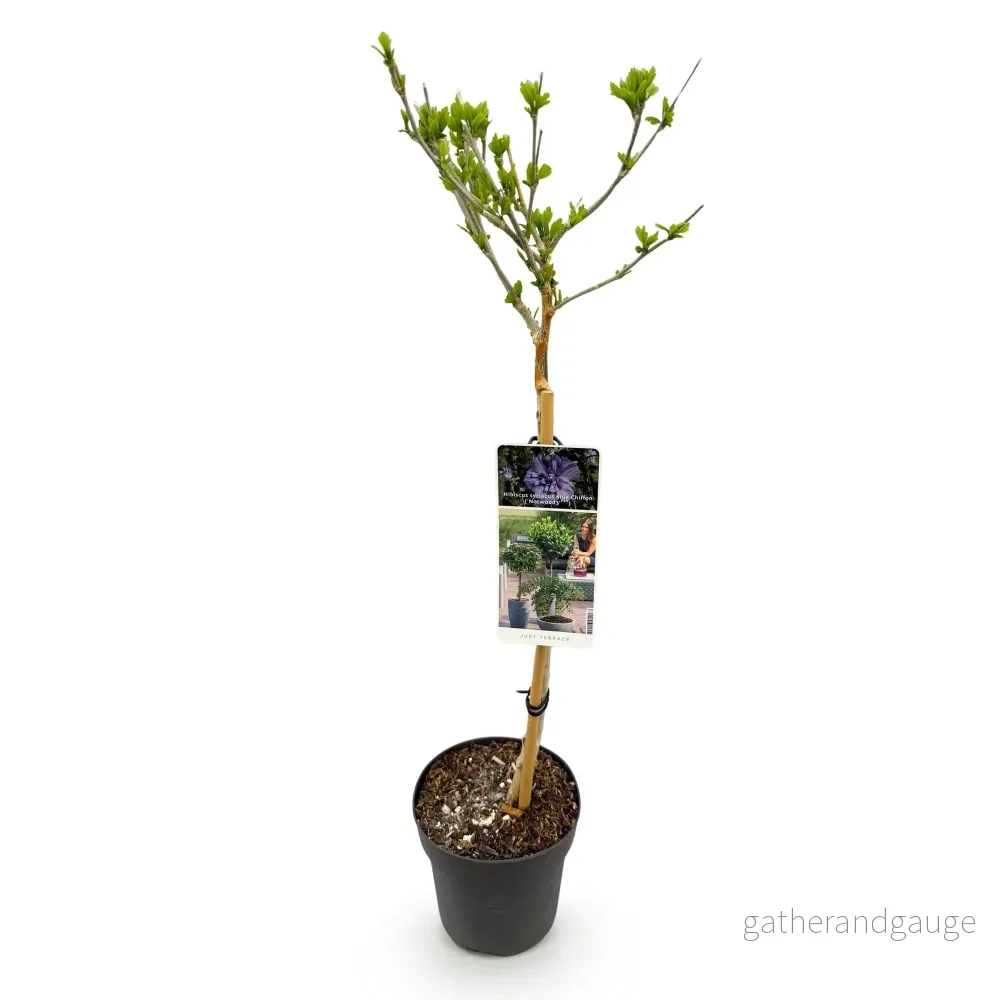 Althéa (Hibiscus syriacus) 'Blue Chiffon' - Bild 3
