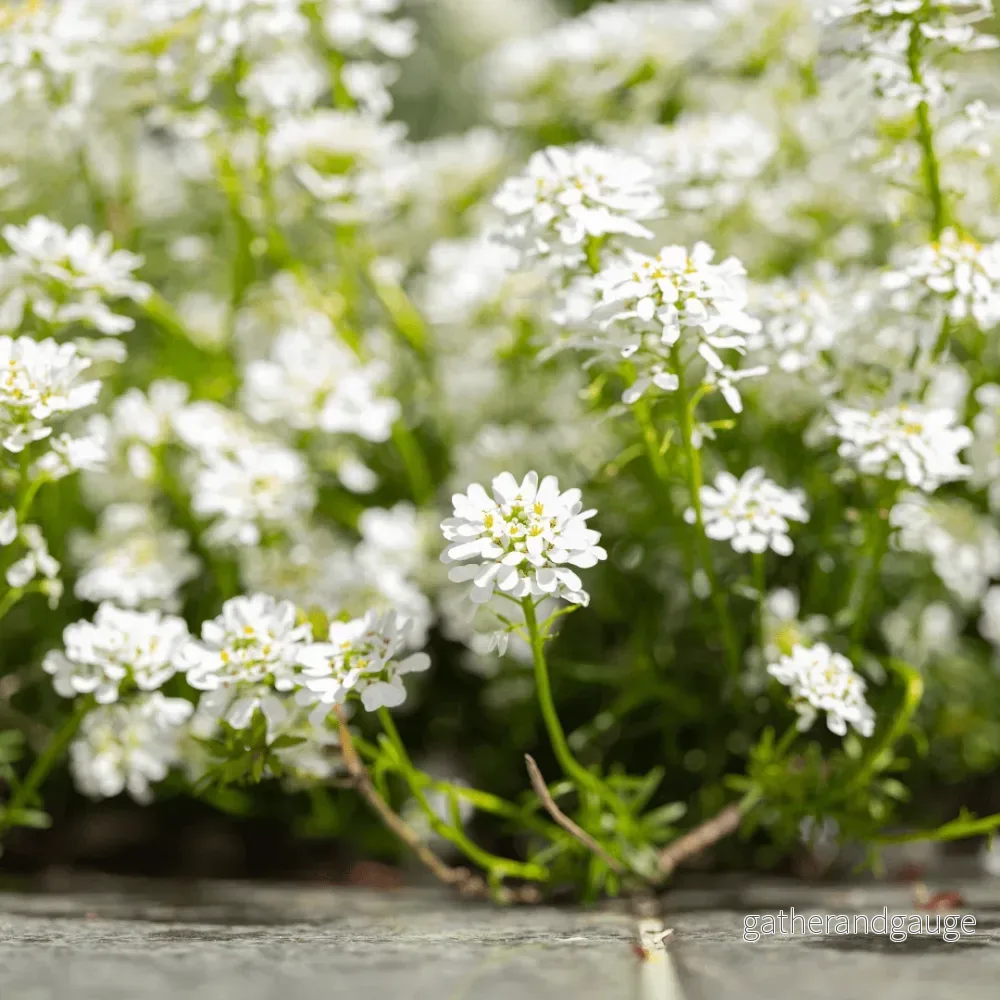 Corbeille D’Argent (Iberis Sempervirens) ’Schneeflocke’ Corbeille D’Argent (Iberis Sempervirens) ’Schneeflocke’