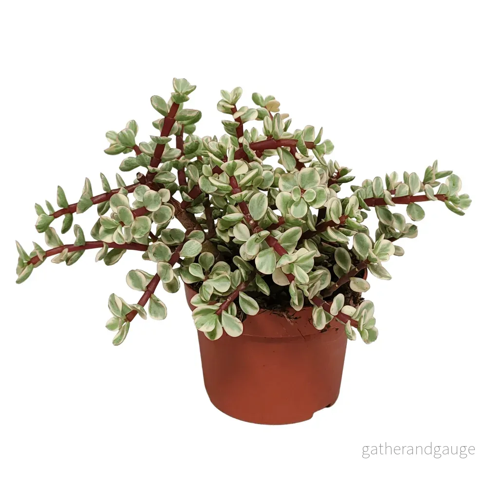 Portulacaria afra Variegata – saftig krukväxt