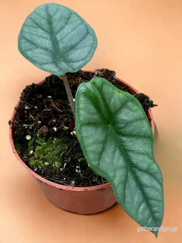Alocasia Heterophylla Corazon Alocasia Heterophylla Corazon