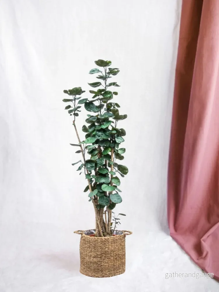 Polyscias Fabian XXL - 160 cm - ⌀30 - Bild 2