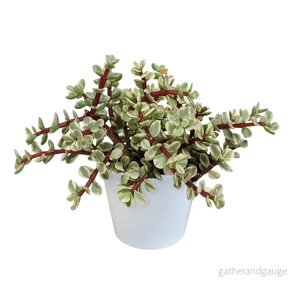 Brokig Portulacaria afra