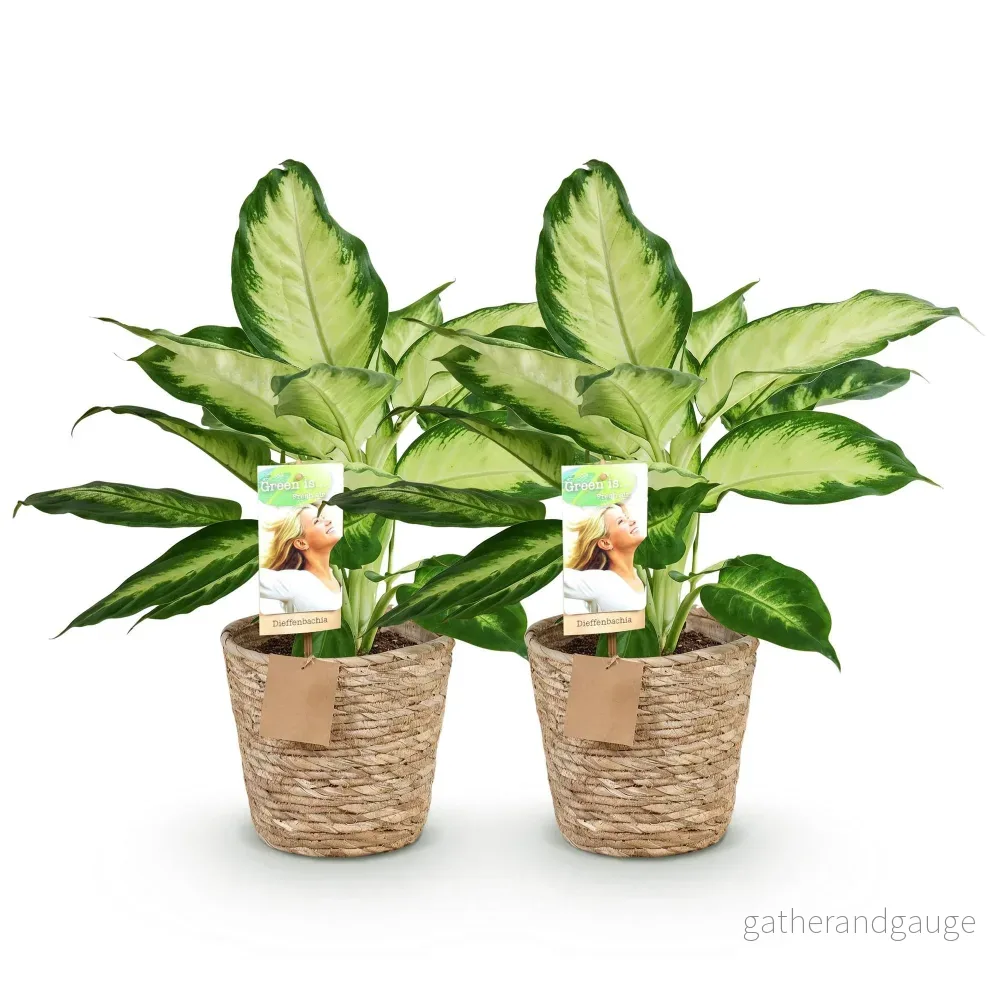 Diefenbachia Camilla – 2-pack – Kruka 17 cm - Bild 3