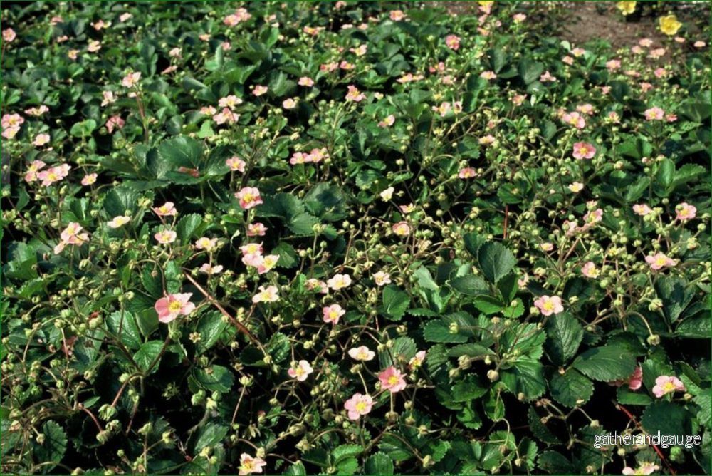 Skogens jordgubbe (Fragaria vesca) Skogens jordgubbe (Fragaria vesca)
