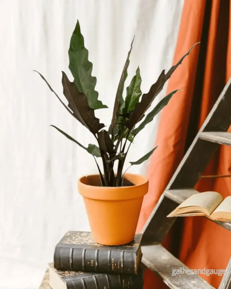 Alocasia Lauterbachiana Alocasia Lauterbachiana