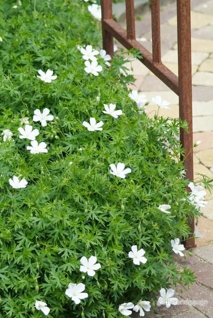 Blodnäva (Geranium sanguineum) 'Album' - Bild 3