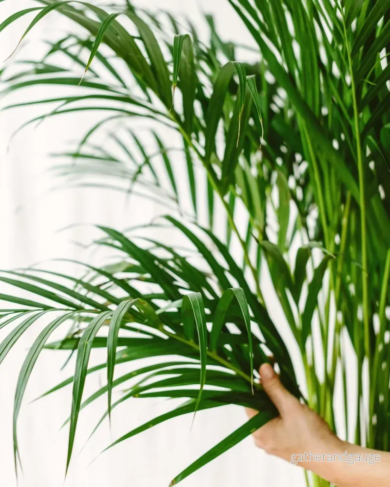 Areca palm - Bild 2