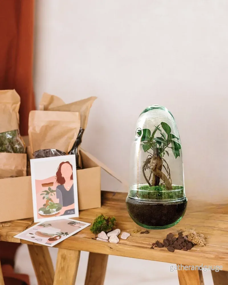 DIY Terrarium Kit – ALBA DIY Terrarium Kit – ALBA