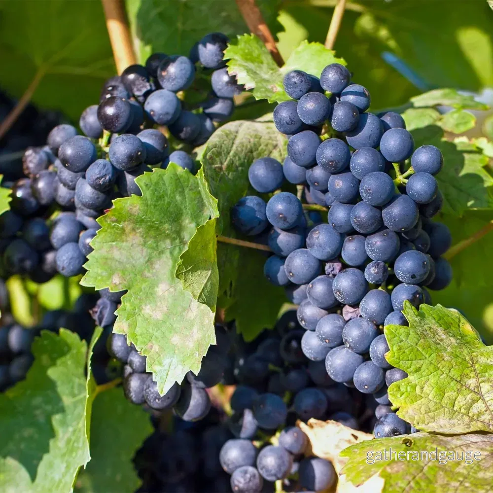 Vindruva (Vitis vinifera) ’Regent’