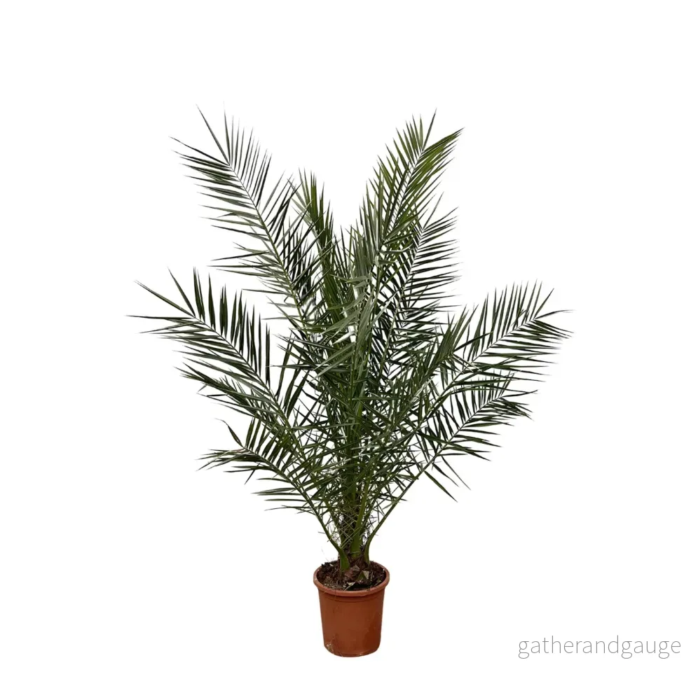 Phoenix Canariensis – 180 cm – Ø24cm Phoenix Canariensis – 180 cm – Ø24cm