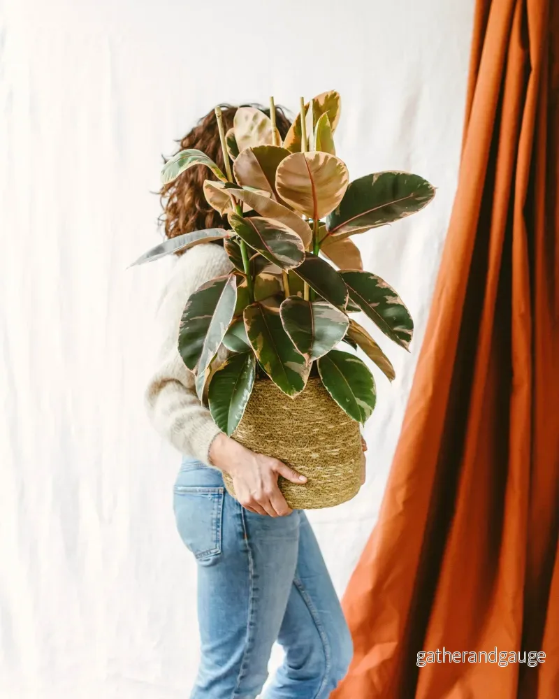 Ficus Elastica Belize