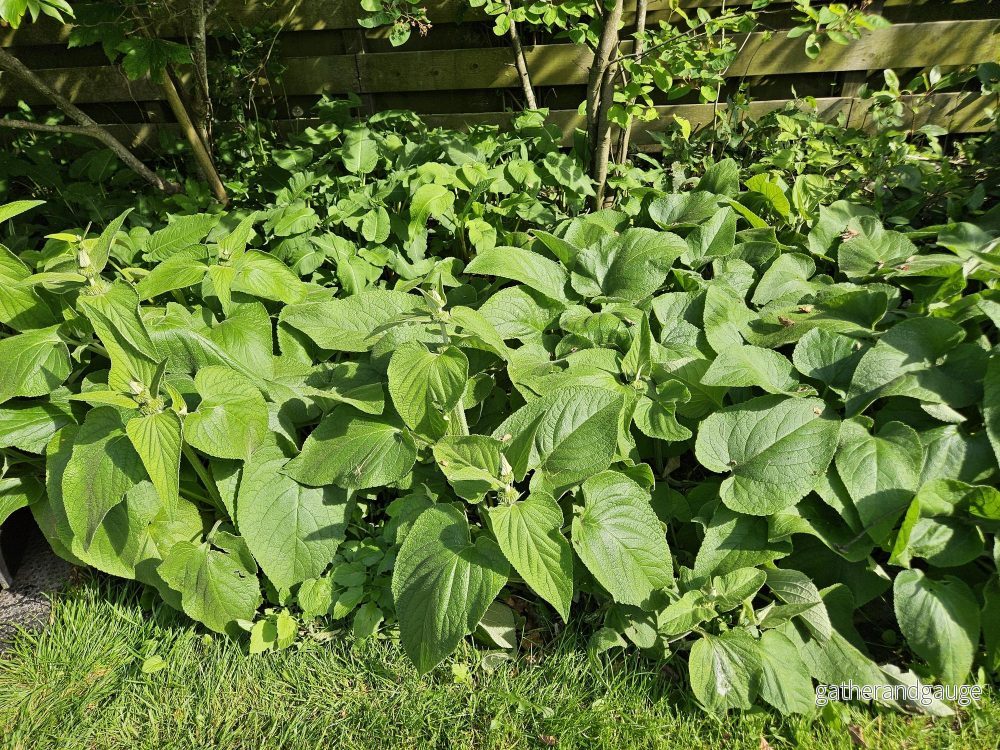 Jerusalemsalvia (Phlomis russeliana) ’Russeliana’