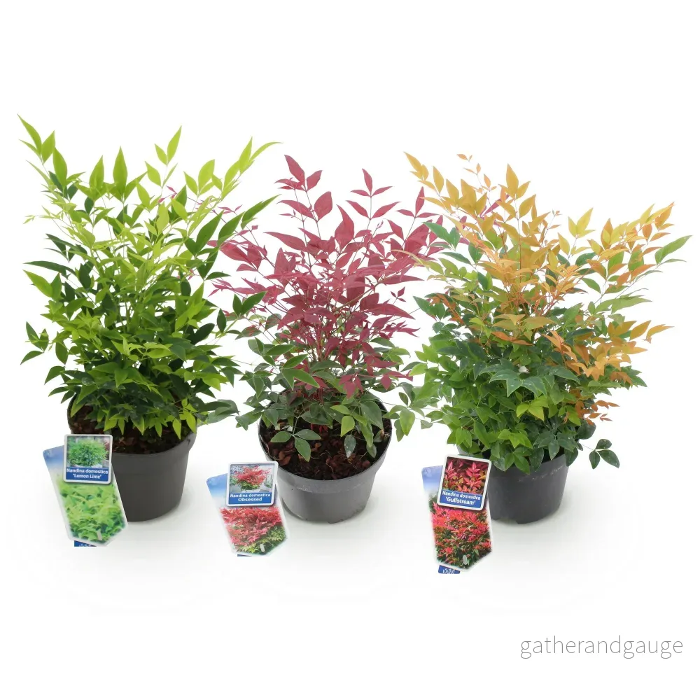 Heligt bambu (Nandina domestica) 'Tricolor' - Bild 3