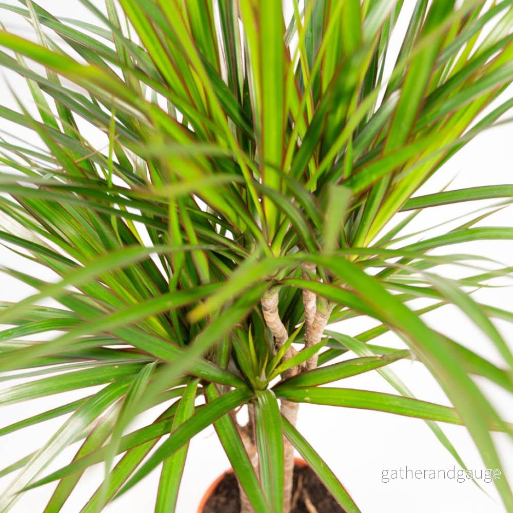 Dracaena plant duo h120cm - Bild 3