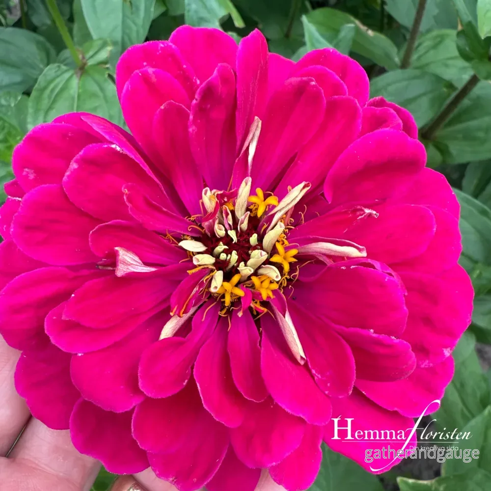 Zinnia Giant - Benary giant lilac
