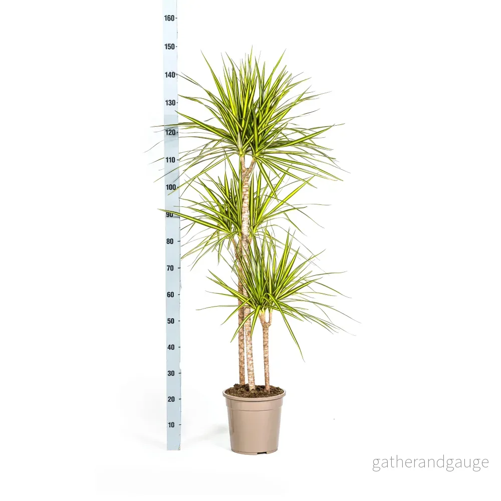 Dracaena Marginata Sunray met mand Ø24cm - ↕130 - 150cm - Bild 3