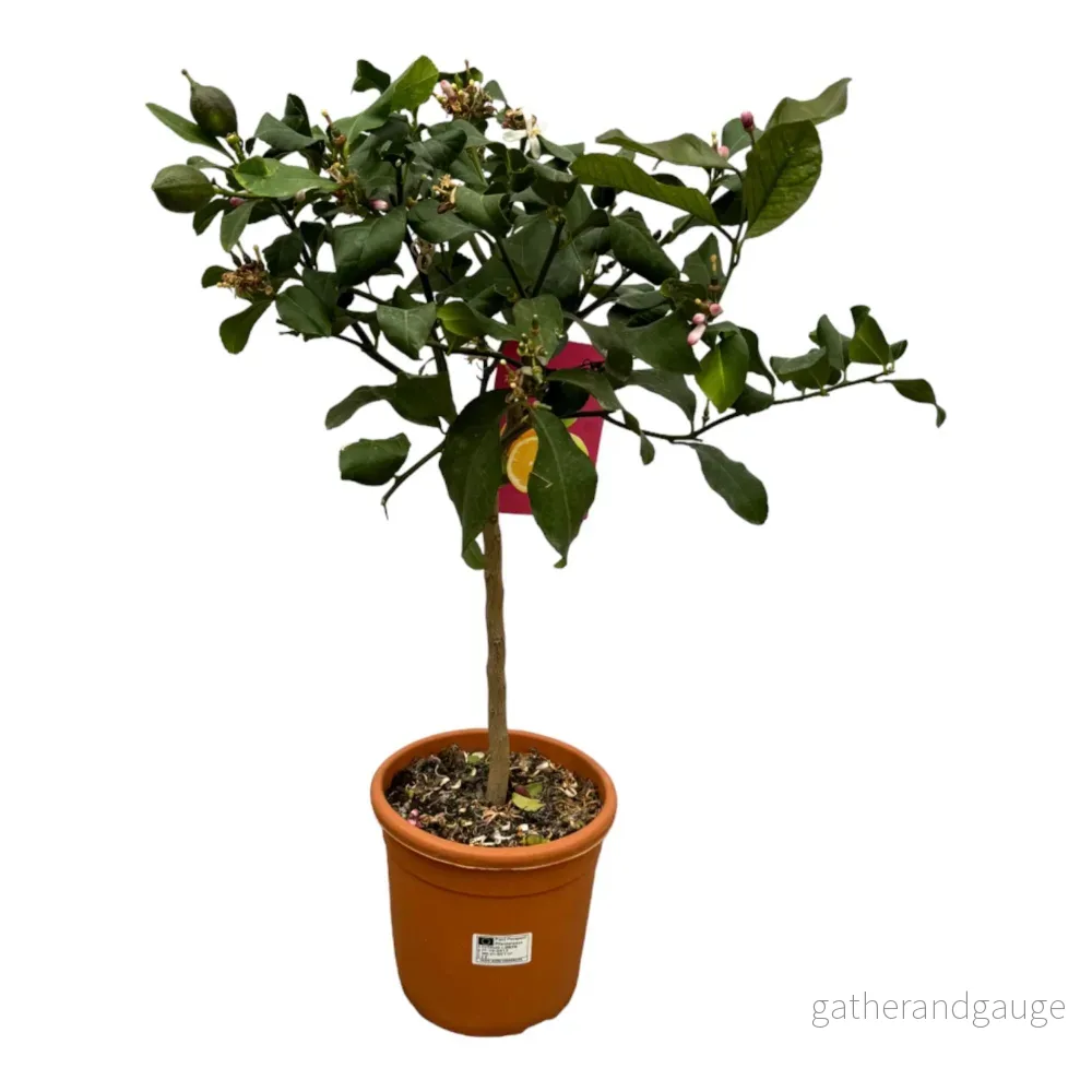 Citrus Citron - 80 cm - Ø22cm