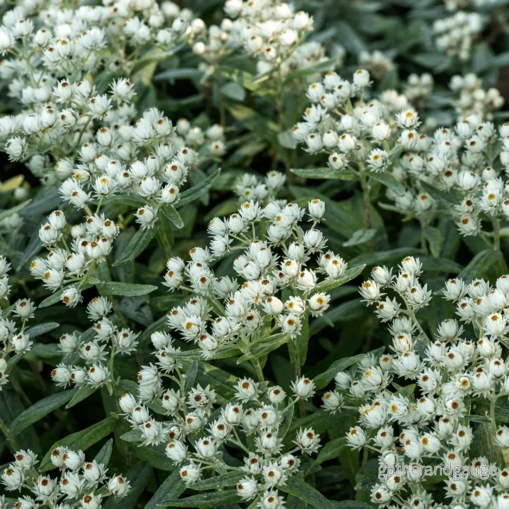 Himalayaimmortel (Anaphalis triplinervis) ''