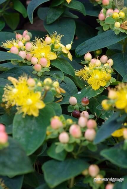 Luktlös Johannesburg (Hypericum inodorum) 'Annebel'