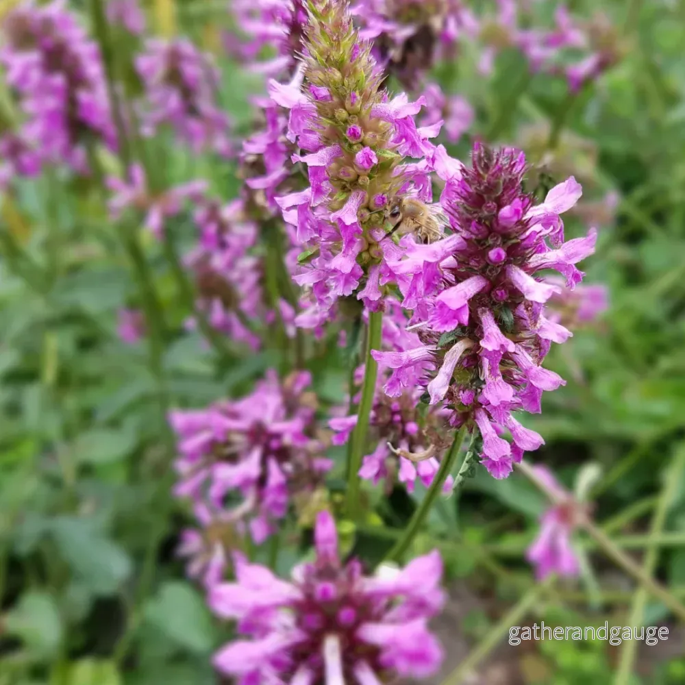 Bjöornöra (Stachys Monieri) ’Hummelo’ Bjöornöra (Stachys Monieri) ’Hummelo’
