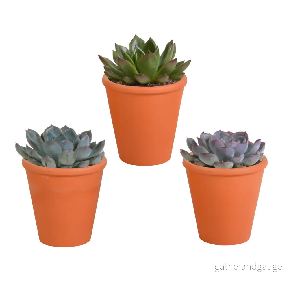 Trio av Echeveria och deras terrakottakrukor h15cm - Bild 2