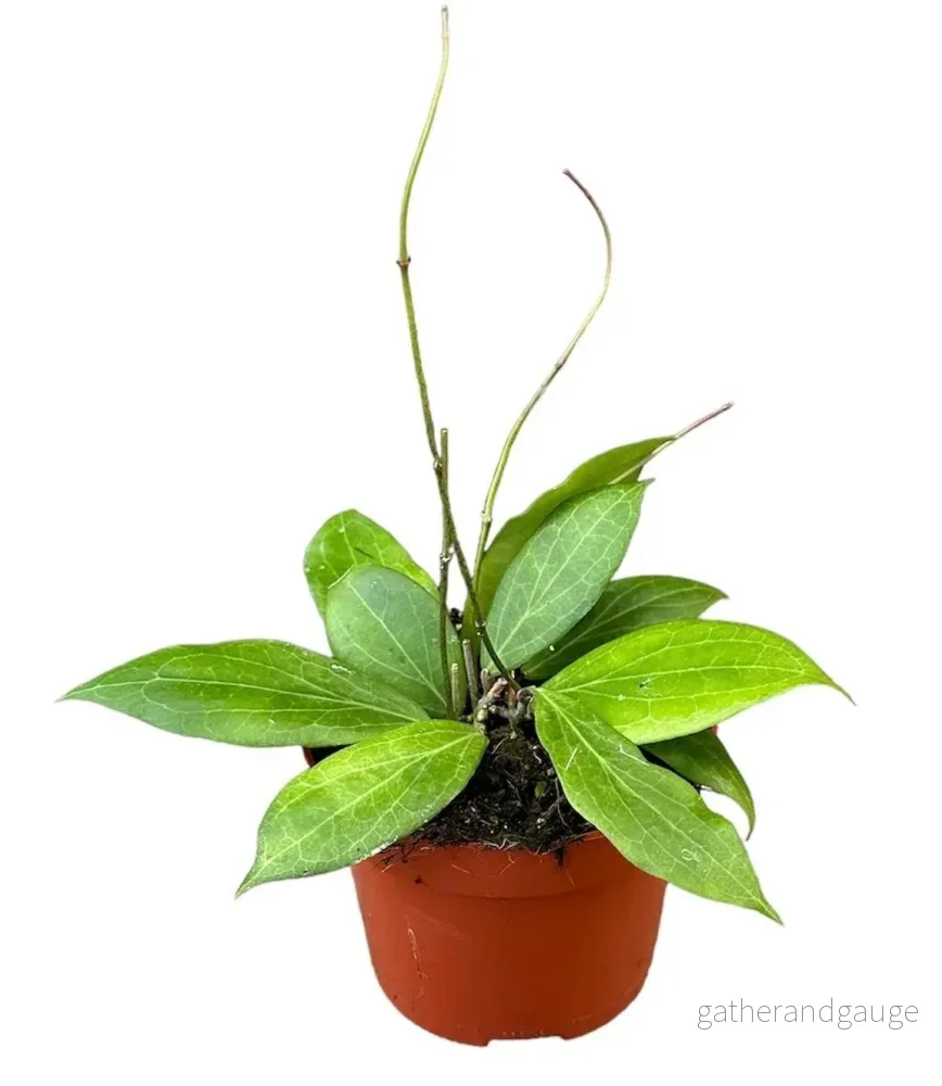 Hoya Nicholsoniae - Bild 2