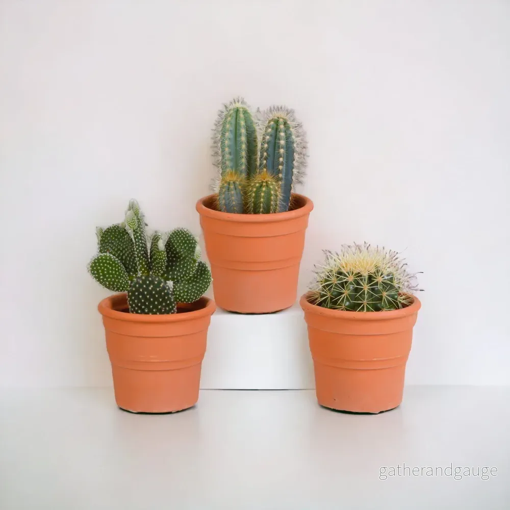 Kaktuslåda och dess terrakottakrukor – Set med 3 plantor, h23cm Kaktuslåda och dess terrakottakrukor – Set med 3 plantor, h23cm