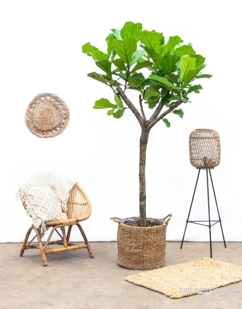 Ficus Lyrata bom XXXL - 230cm - ø42 - Bild 2