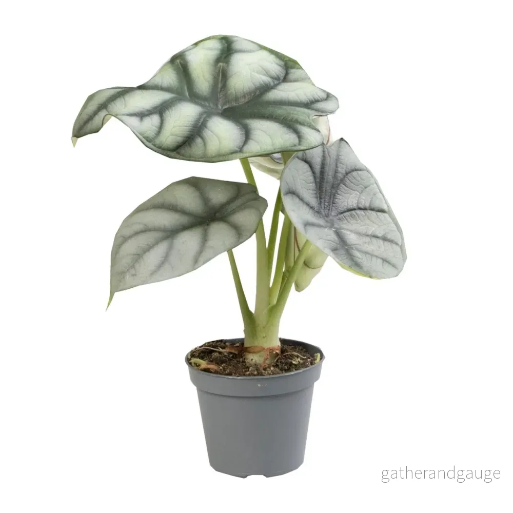Mini Alocasia Black Velvet - Bild 2