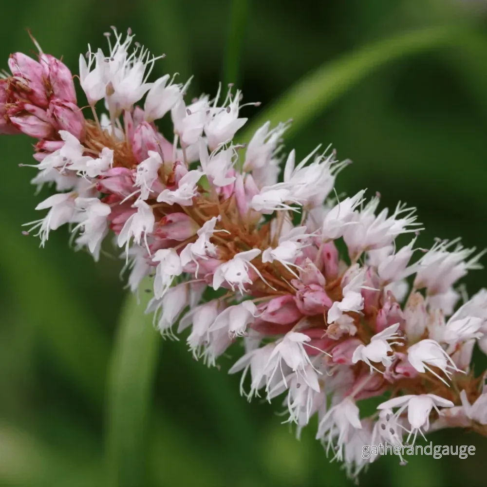 Knöterig Affin (Persicaria affinis) 'Superba' - Bild 3