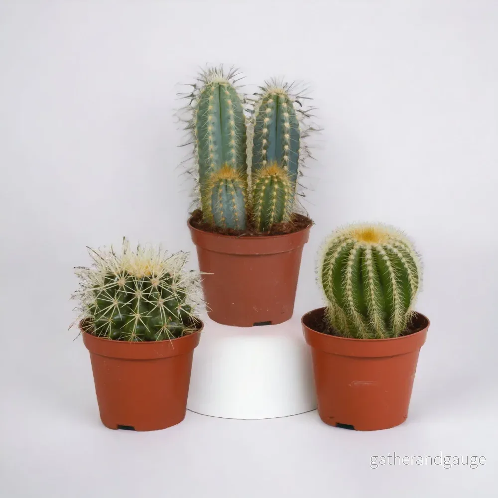 Kaktus presentförpackning – Set med 3 plantor, h18cm Kaktus presentförpackning – Set med 3 plantor, h18cm