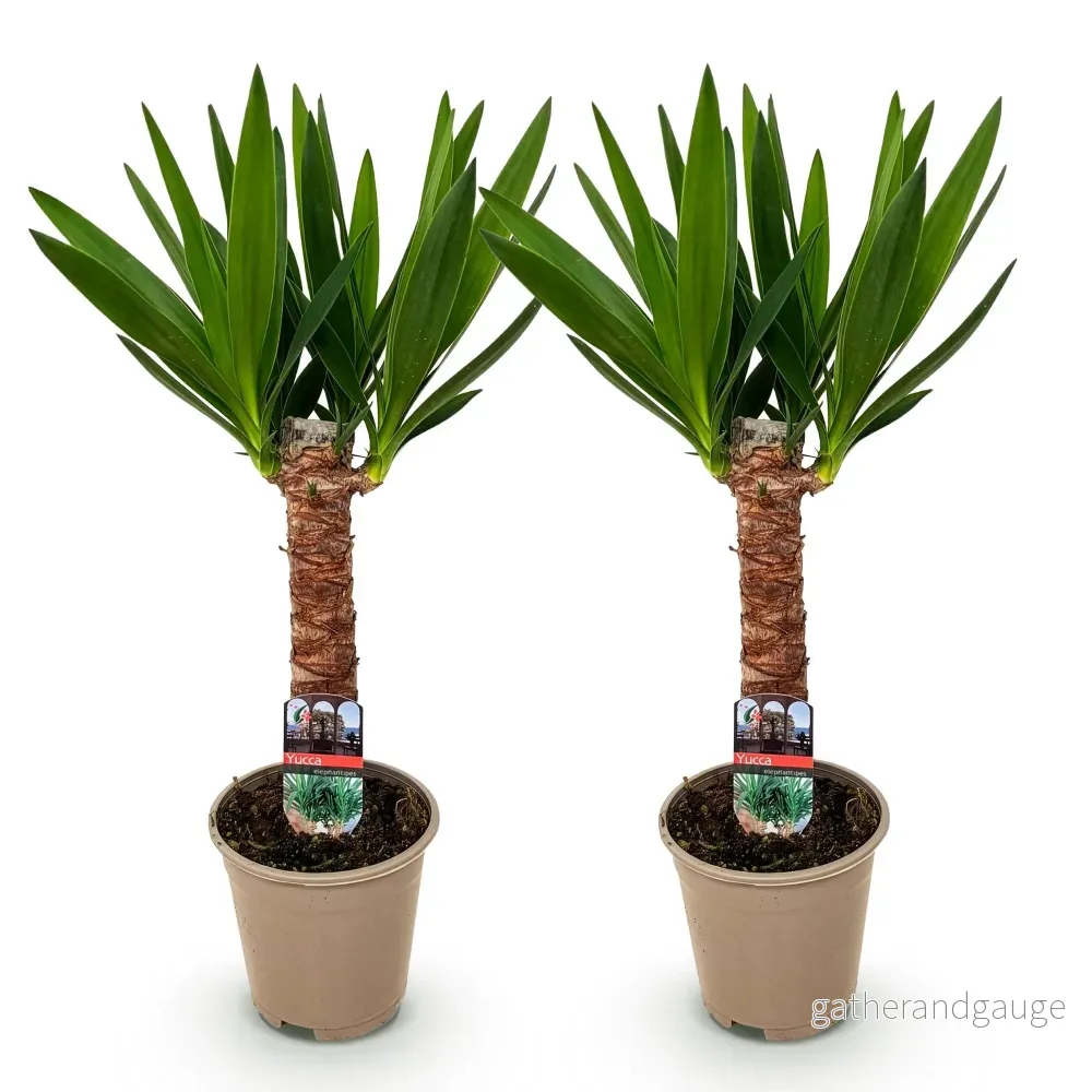 Yucca elephantipes – 2-pack – Kruka 14 cm – Höjd 55 cm - Bild 3