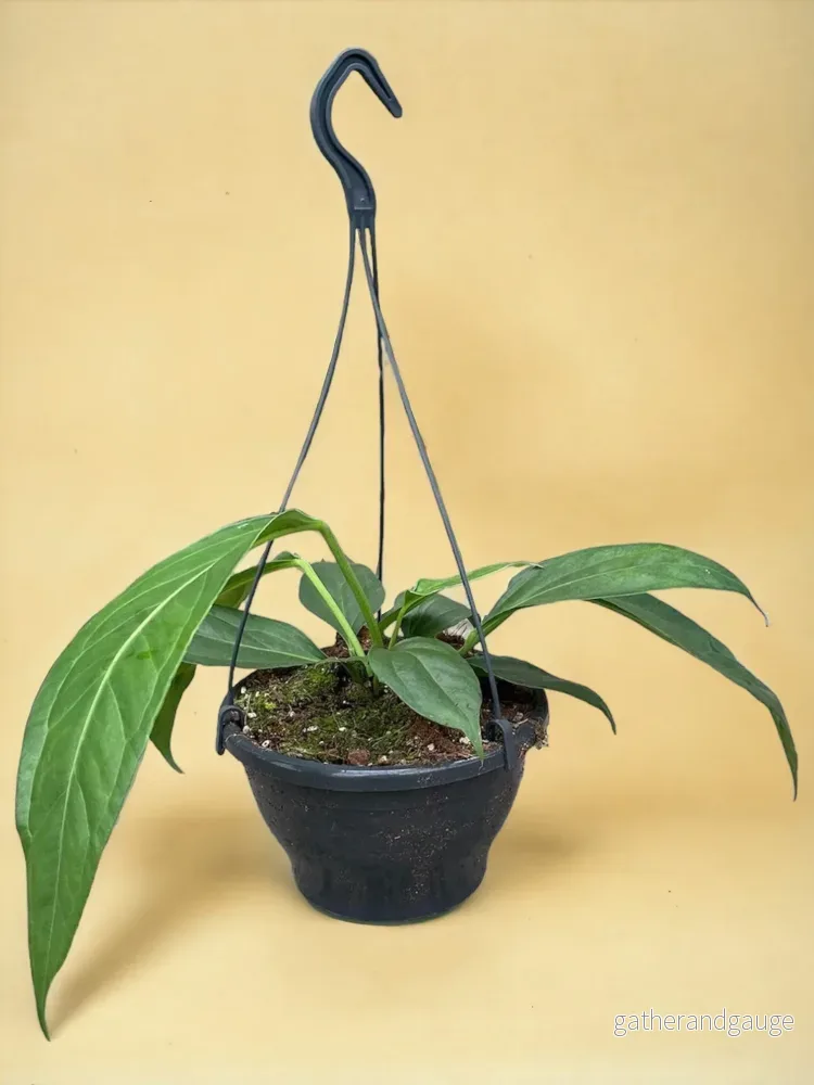 Anthurium Big Bill Anthurium Big Bill