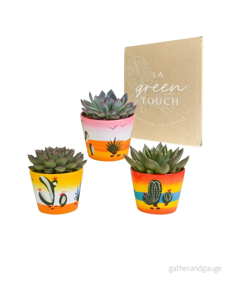 Trio av Echeveria och deras blomkrukor h15cm