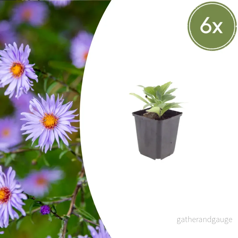 Aster (Aster × Frikartii) 'Frikarti' - Bild 2