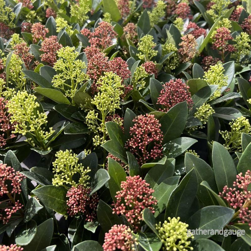 Skimmia från Japan (Skimmia japonica) 'Rubella & Finchy'