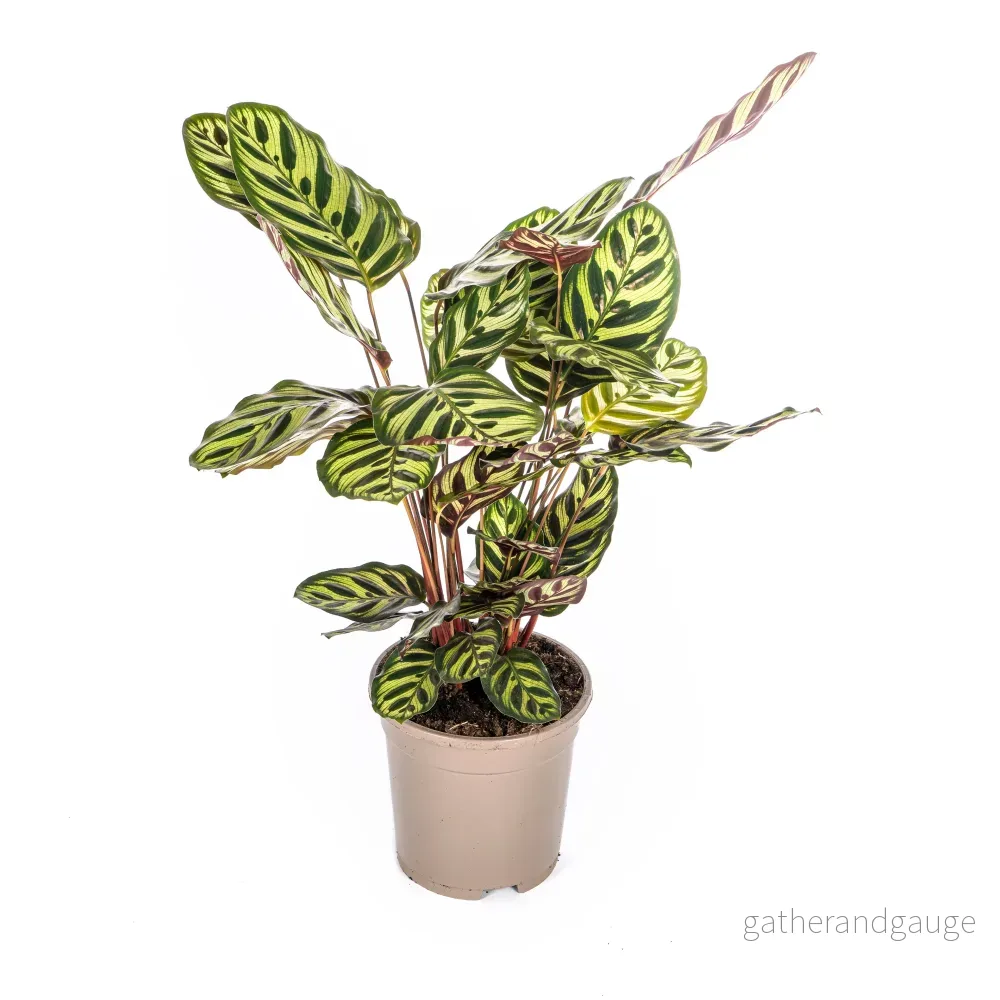Calathea Makoyana Ø17cm - ↕40 - 50cm - Bild 2