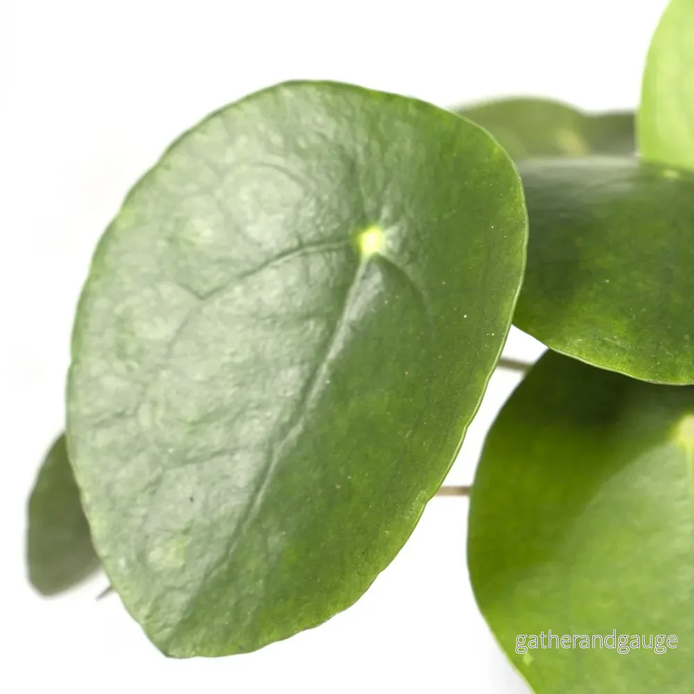 Pilea Peperomiodes h20.0cm - Bild 3