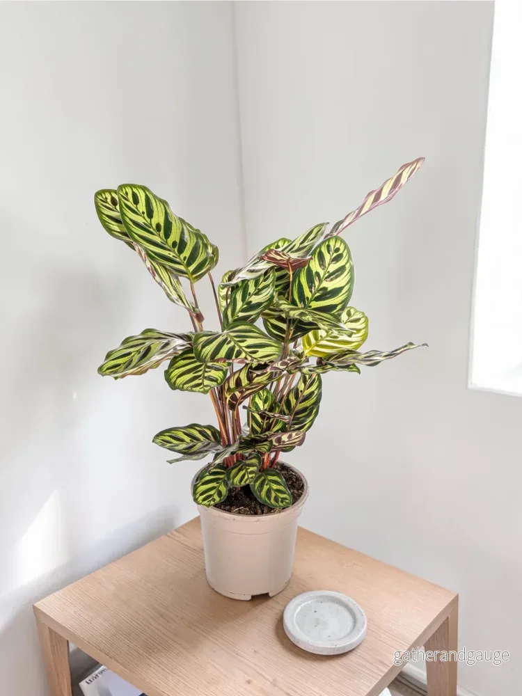 Calathea Makoyana Ø17cm – ↕40 – 50cm