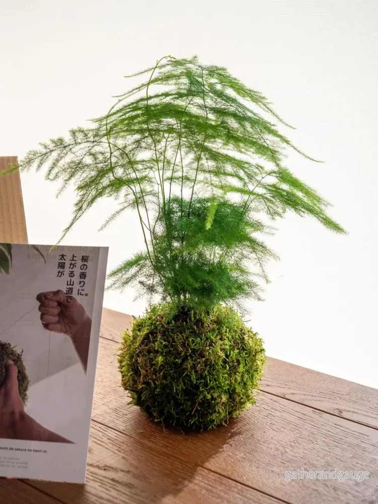Kit Kokedama – Sparris Kit Kokedama – Sparris