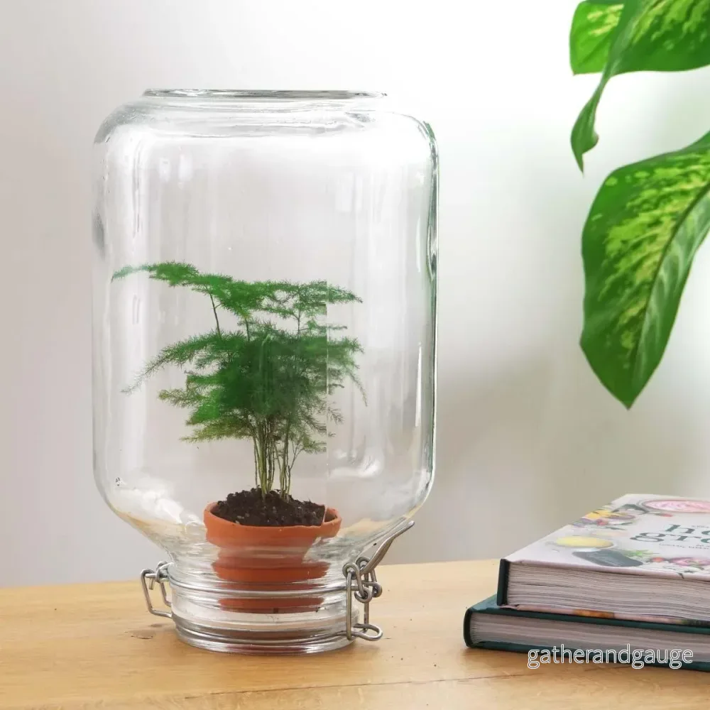 Easyplant - Babyplanta under glas - Bild 2