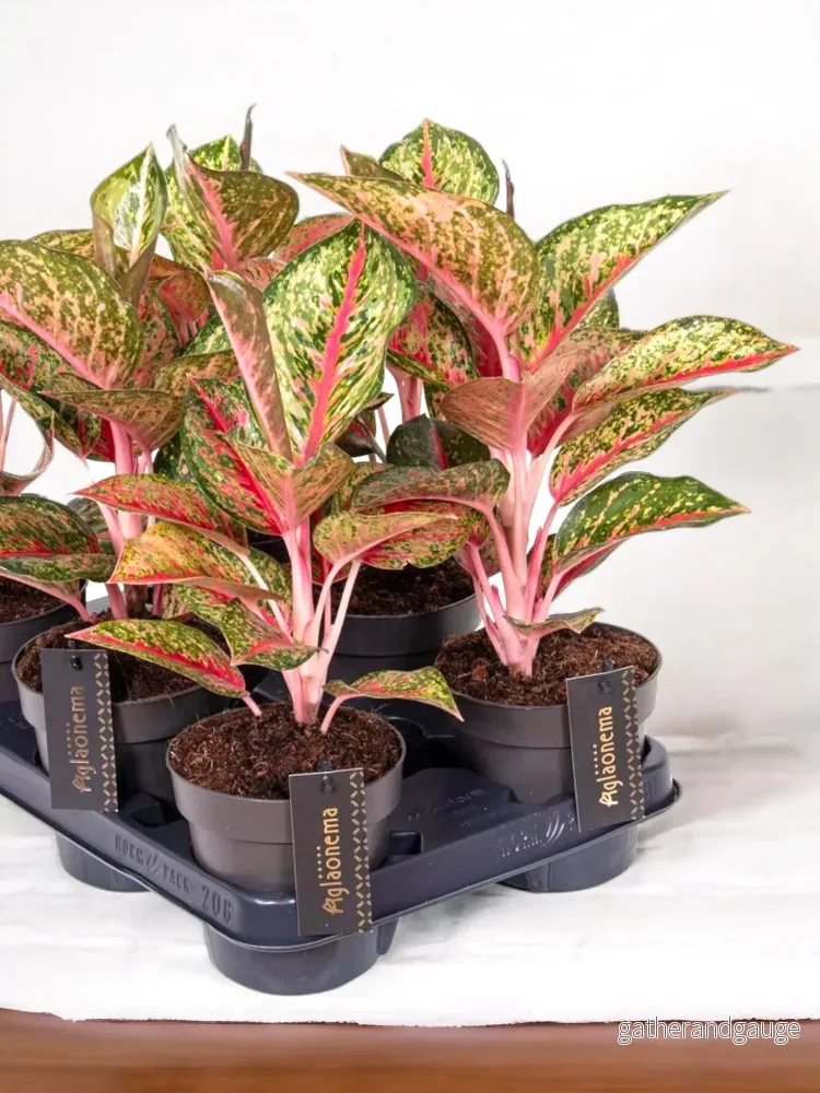 Aglaonema Paradise Red Aglaonema Paradise Red